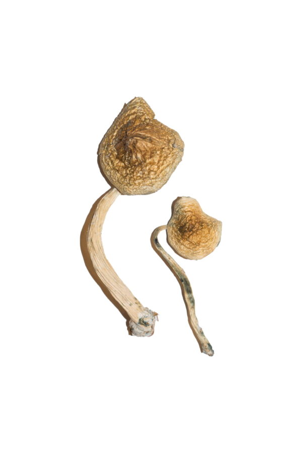 Cuban Magic Mushrooms - Image 2