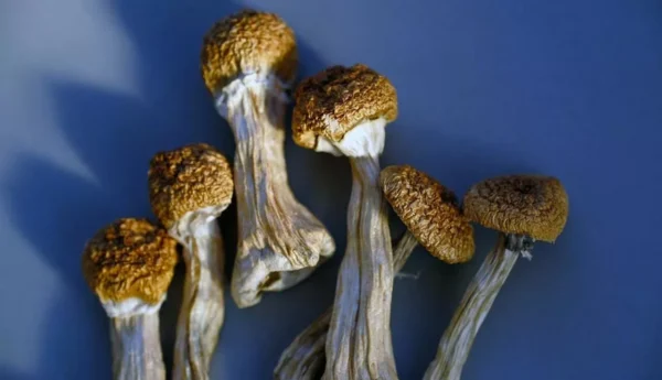 Golden Teacher Magic Mushrooms